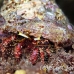 crab_hermit_nr_h_0705_png0958.jpg